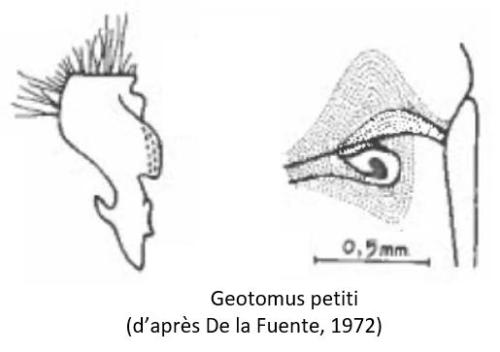 Réf. 336 364 : Geotomus petiti